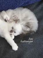 Isas kattungar ler e baixar